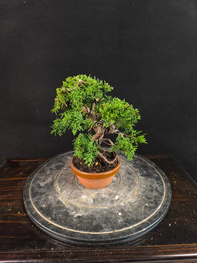 Bonsai Junipero Kishu