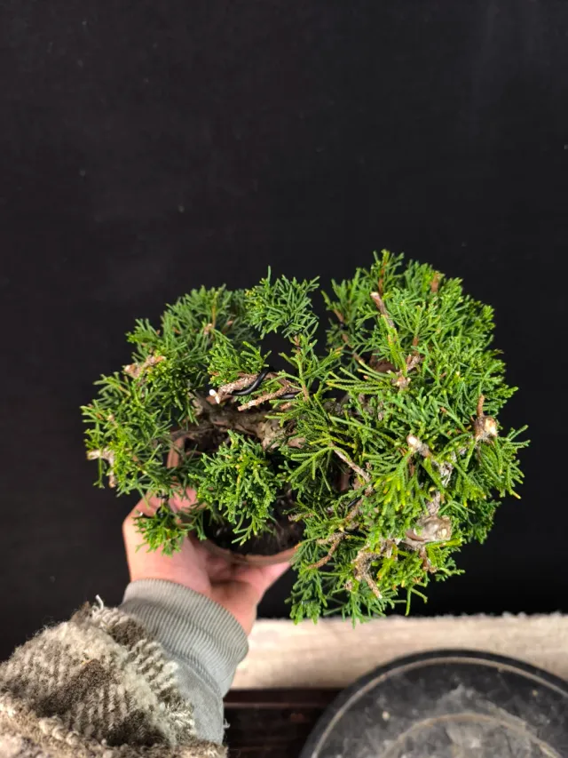 Bonsai Junipero Kishu