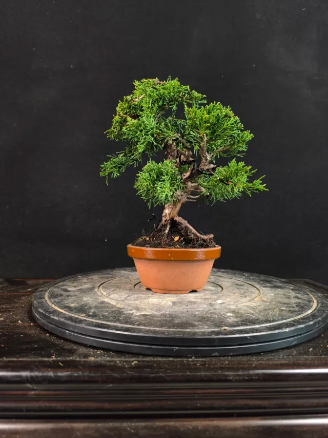 Bonsai Junipero Kishu