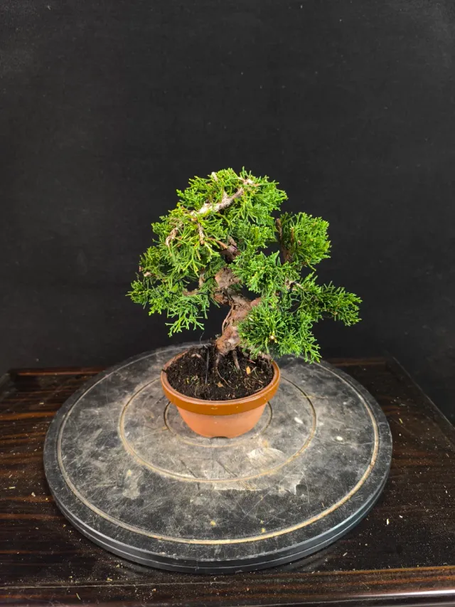 Bonsai Junipero Kishu