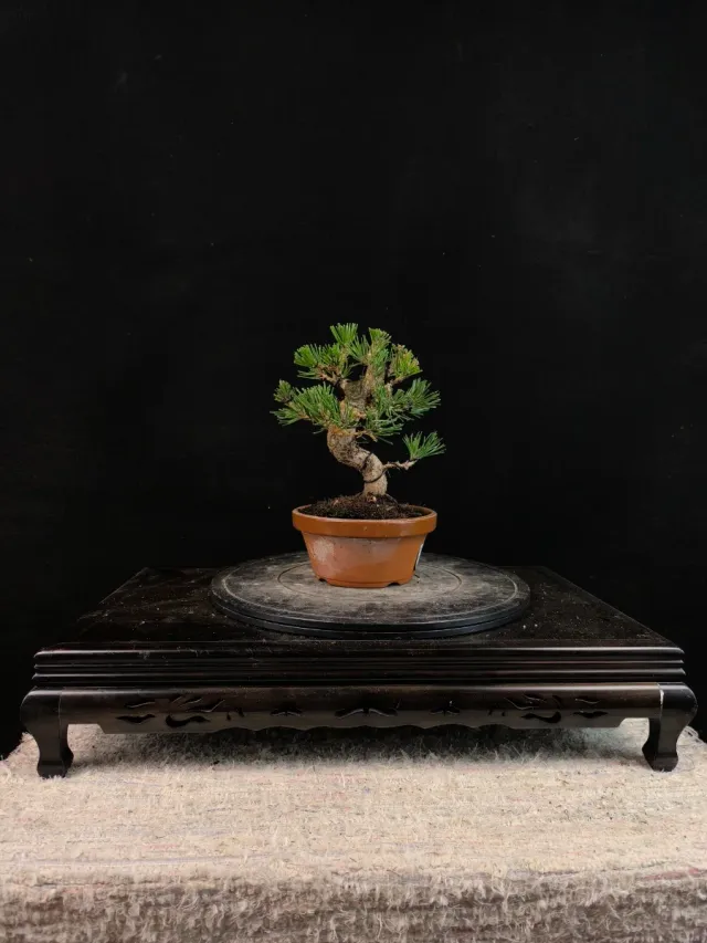 Bonsai di pino thunbergii