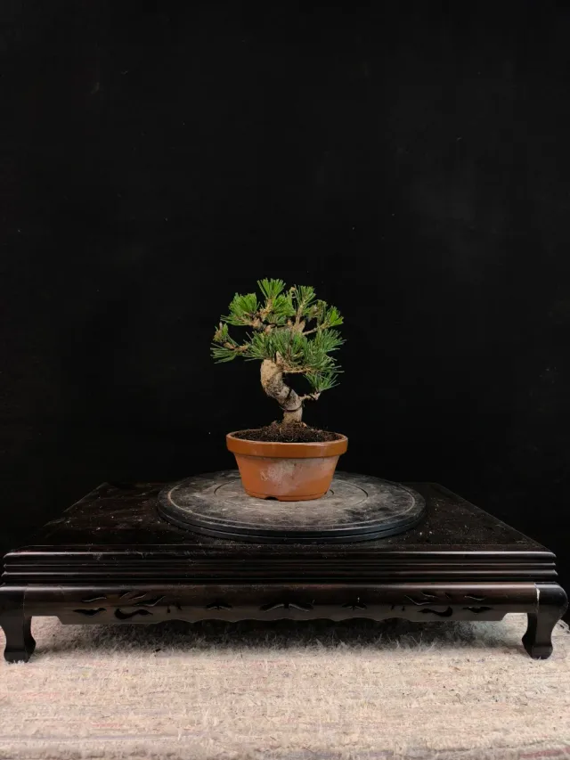 Bonsai di pino thunbergii