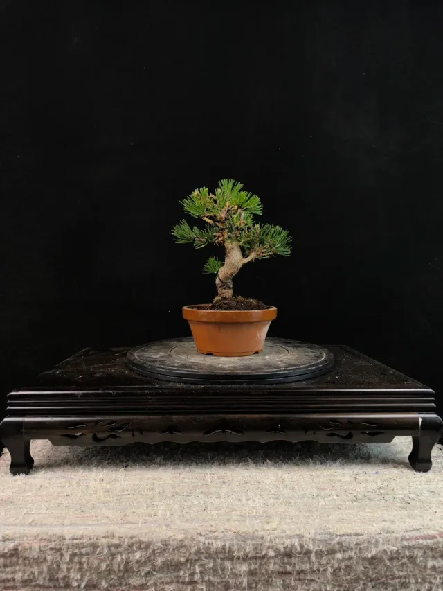Bonsai di pino thunbergii