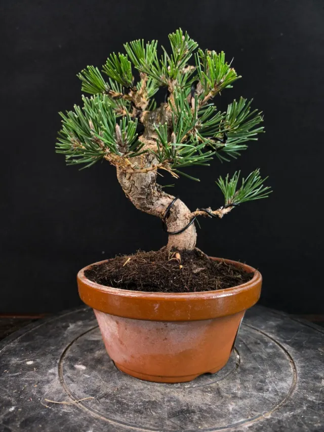 Bonsai di pino thunbergii