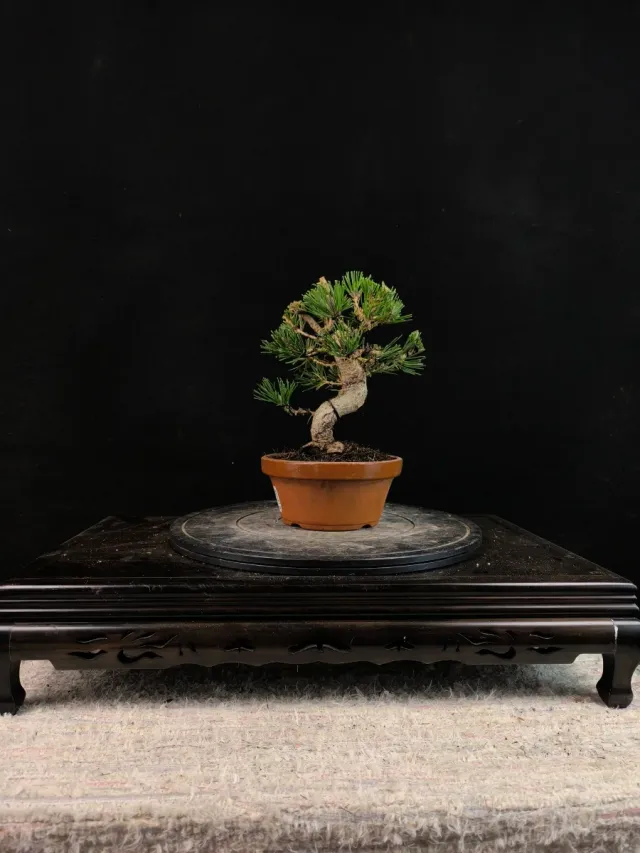 Bonsai di pino thunbergii