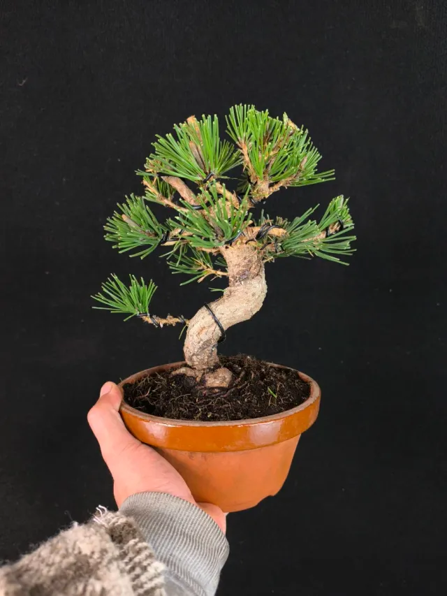 Bonsai di pino thunbergii