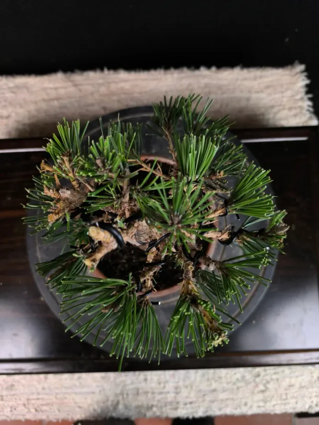 Bonsai di pino thunbergii