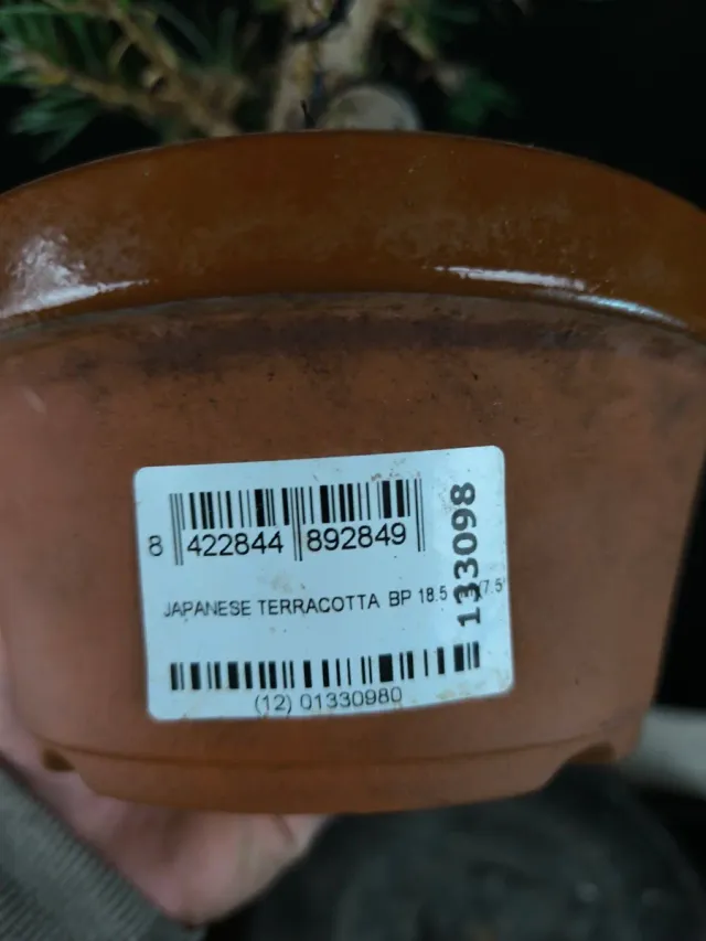 Bonsai di pino thunbergii