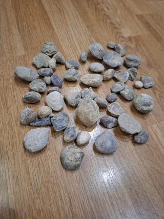 Lote de Fósiles Variados