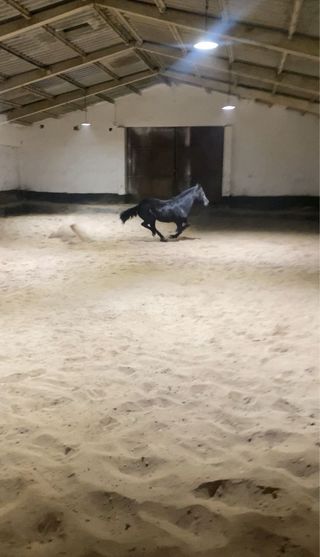 Pupilaje caballos, cuadras amplias y picadero