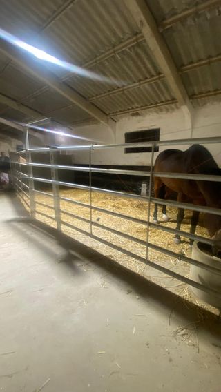 Pupilaje caballos, cuadras amplias y picadero