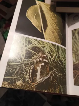 Enciclopedia mariposas,y natonal geographic