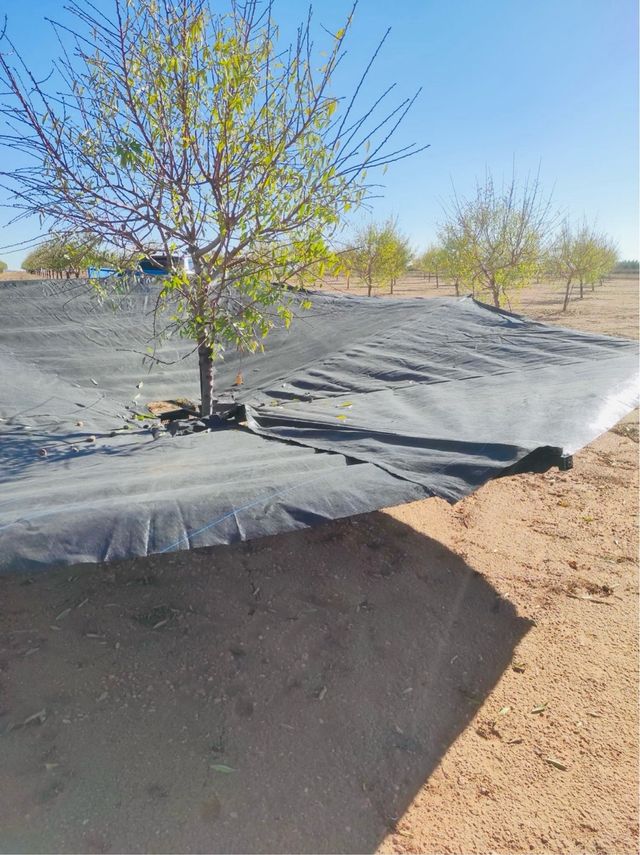 Paraguas/Abanico recoleta de Aceitunas,almendros..