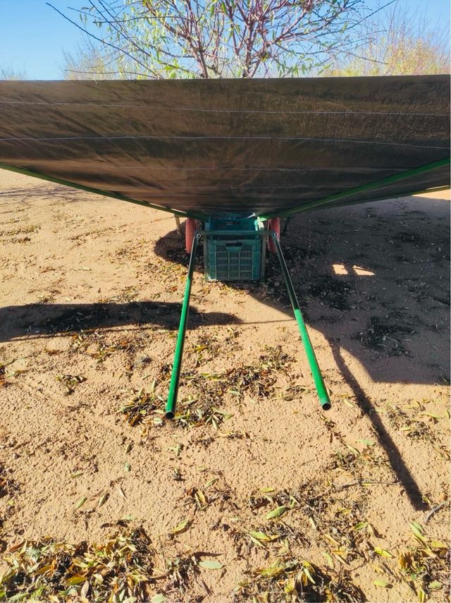 Paraguas/Abanico recoleta de Aceitunas,almendros..