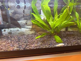 Acuario 35L con piedras y plantas