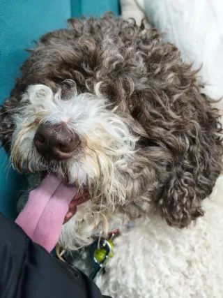 Xiaomi 15T Pro Co-engineered with Leica