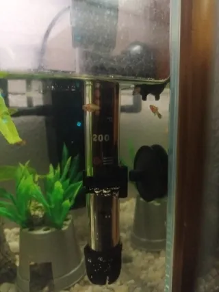 7 Peces Platy Alevines Pacíficos