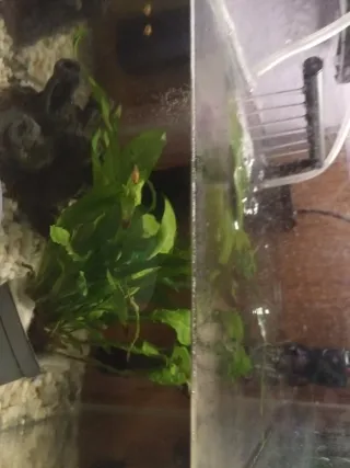 7 Peces Platy Alevines Pacíficos