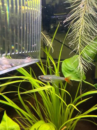 Acuario completo con plantas