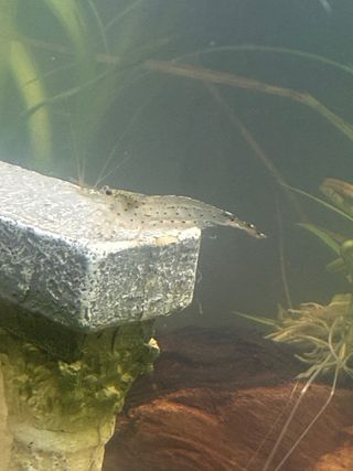 Acuario completo con plantas