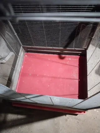 Voladera para ninfas en buen estado