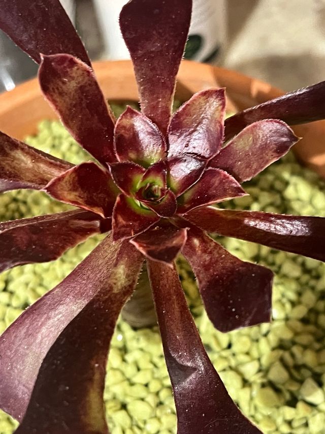 Aeonium in vaso di terracotta