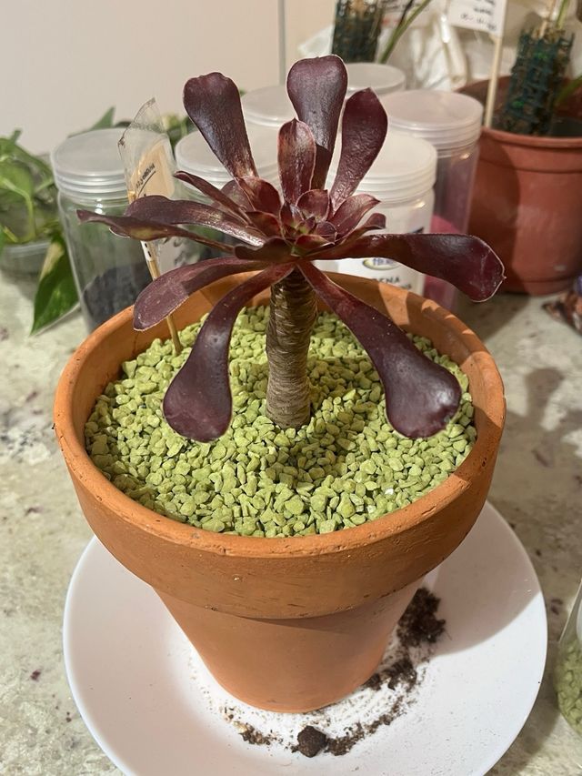 Aeonium in vaso di terracotta
