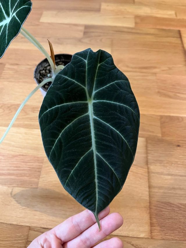 Alocasia Black Velvet