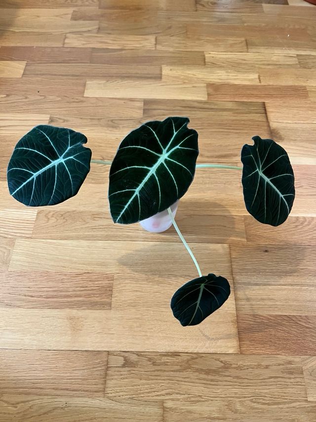 Alocasia Black Velvet