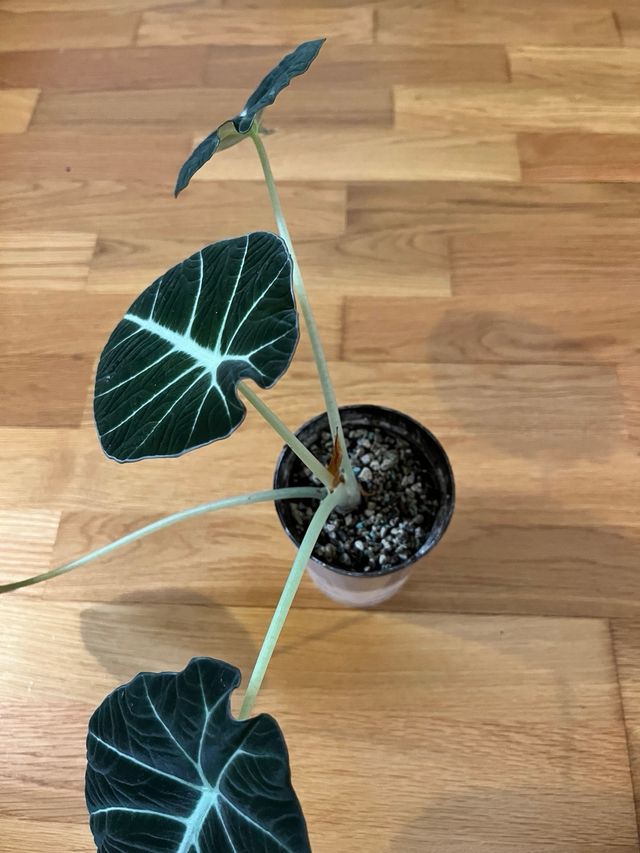 Alocasia Black Velvet