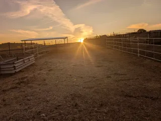 Pupilaje box o padock