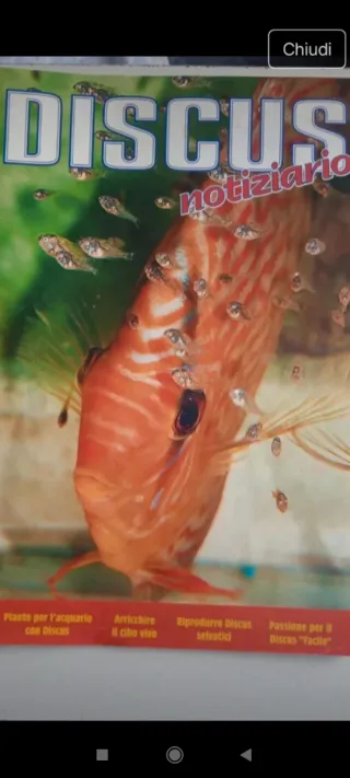 Discus Notiziario