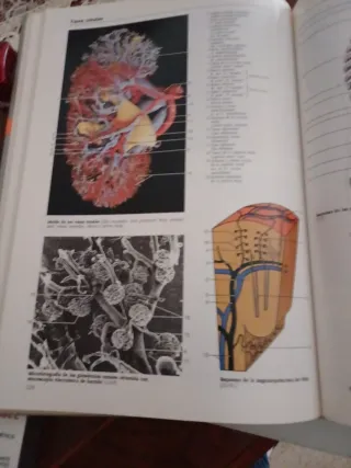 Atlas fotográfico de anatomia humana