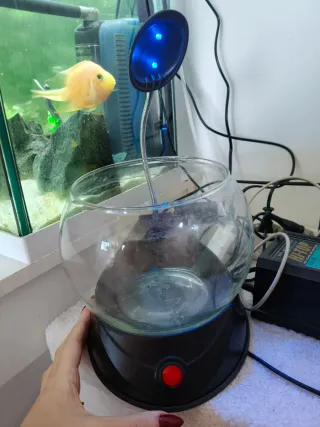 Pecera de cristal con luz