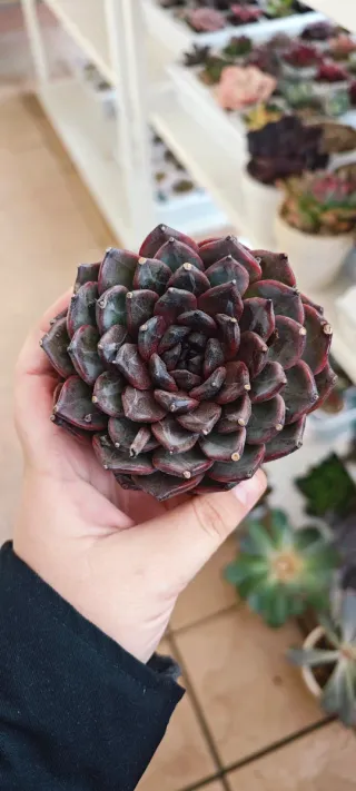 Echeveria Black Princess succulenta