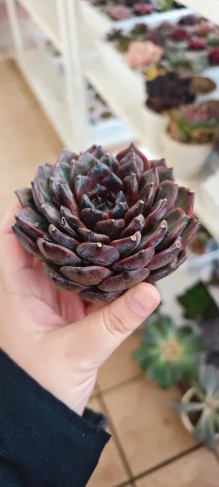 Echeveria Black Princess succulenta