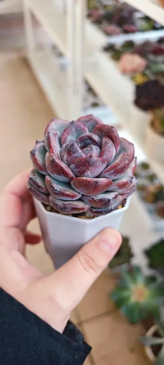 Echeveria Apparition
