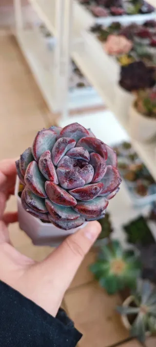 Echeveria Apparition