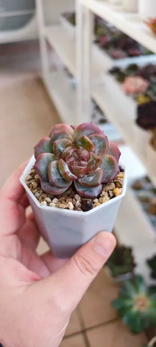 Pianta Echeveria Cocoa truffles