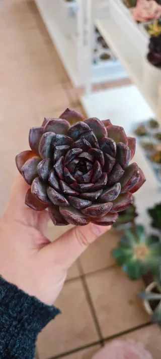 Echeveria Black forest