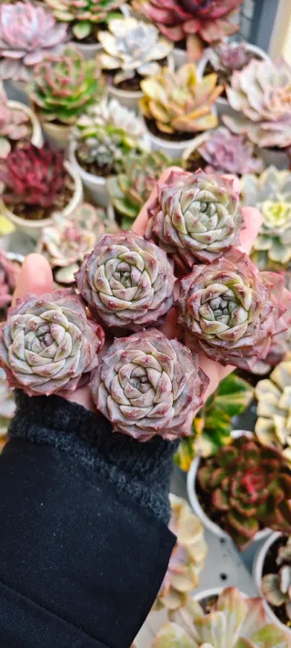 Echeveria Dream Bubbles Pianta Succulenta