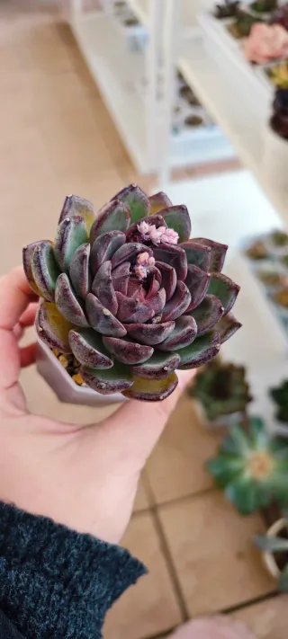 Echeveria Purple Petails