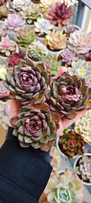 Echeveria Purple Petails