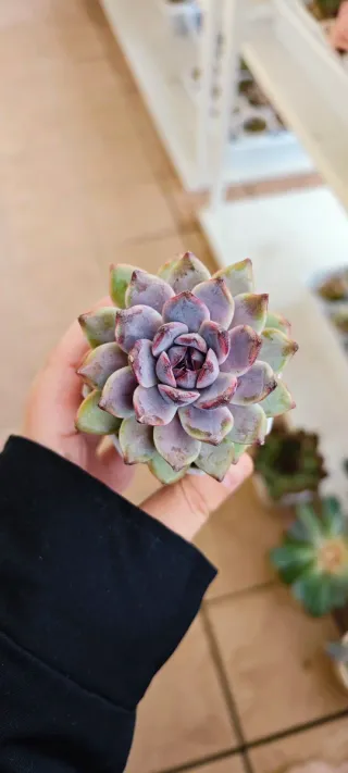 Echeveria Purple Snow Pianta Succulenta