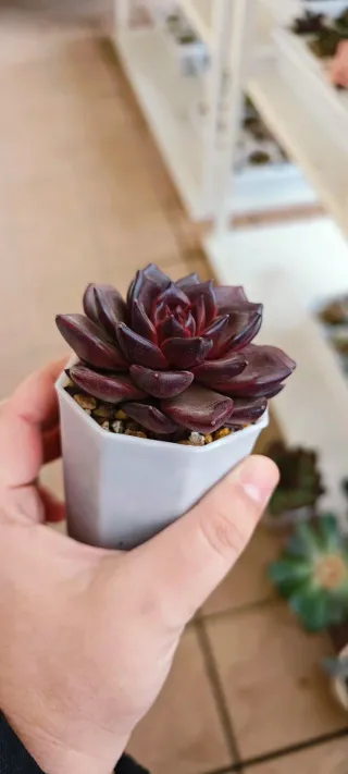 Echeveria Queen Rose Pianta Succulenta