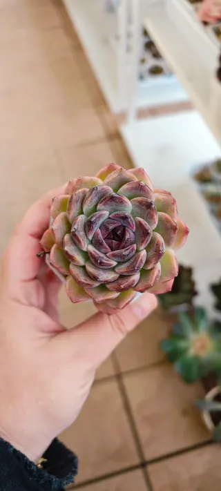 Echeveria Dark life