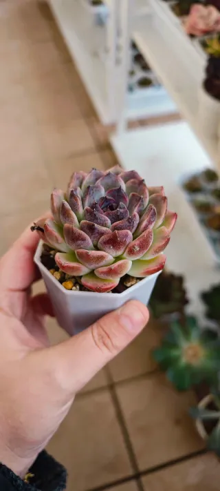 Echeveria Dark life