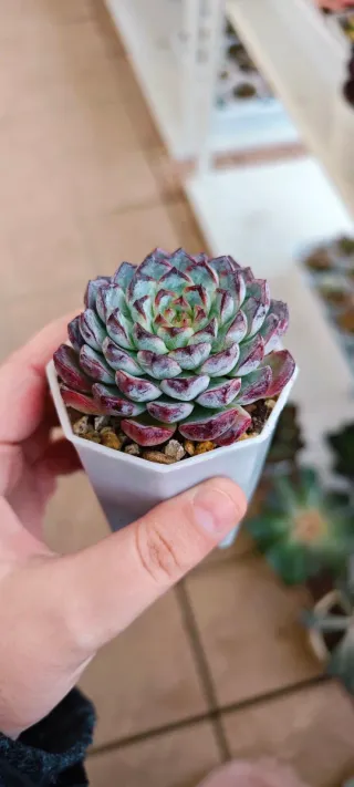 Echeveria Beeking