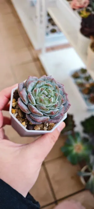 Echeveria The song of cloud and water