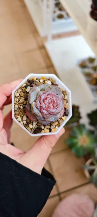 Echeveria Grace Surprise Pianta